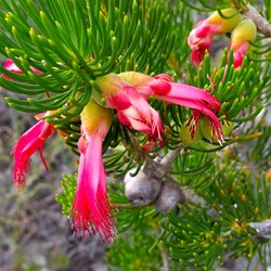 wildflower on East Mt Barren walk