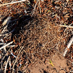 ants nest in the campground