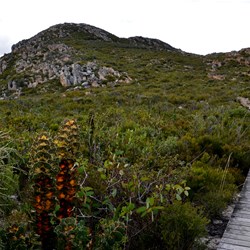 start (and finish) of the walk to the summit is on boardwalk