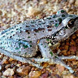 Hopetoun frog