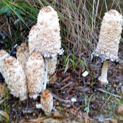 fungi I found on an early morning walk at Bremer Bay