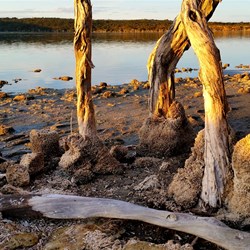 interesting tree trunks on the shoreline of the lake at Bremer Bay