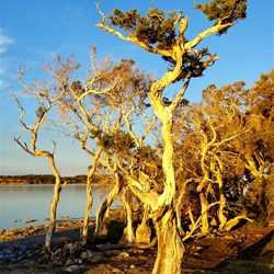 trees along the shoreline of the estuary at Bremer Bay