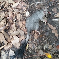 is this a brush tailed phasogale?