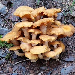 fungi on the track to sandy beach from the park