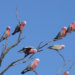 Galahs about to take flight - Mallee Sunset
