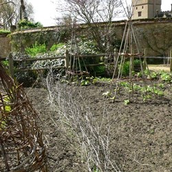 More kitchen gardens
