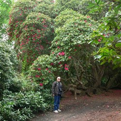 John dwarfed by the huge rhododendrons at Sherringham Park.