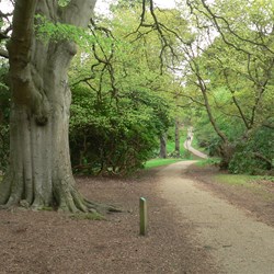 Big old trees are a feature of this garden.