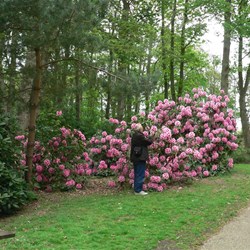 John admiring the rhododendrons
