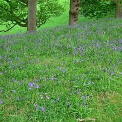 Bluebells woods