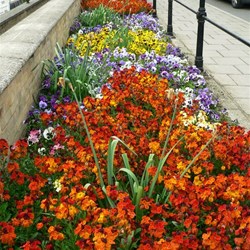 Beside the Waits at St Ives