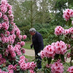Val enjoying the Rhododendrons