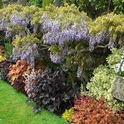 Wonderful contrasts in the borders.