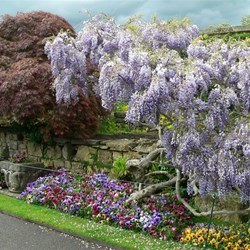 Wisteria looking magnificent.