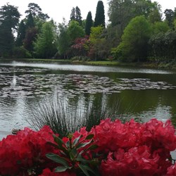 Vibrant colours from azaleas and rhododendrons