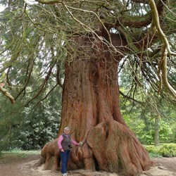 Enormous redwood.