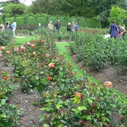 Recently restored rose garden.