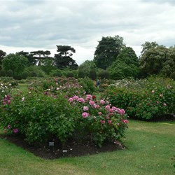 Just a part of the beautiful rose garden.