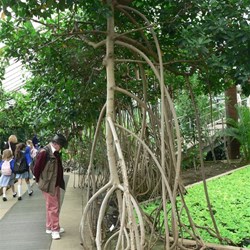 Mangroves are among the huge variety of plants in the Princess of Wales Conservatory.