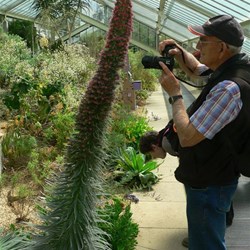 This giant Echium caught our eye.