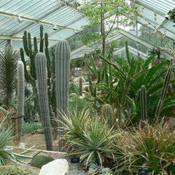 Cactii of all shapes and sizes.