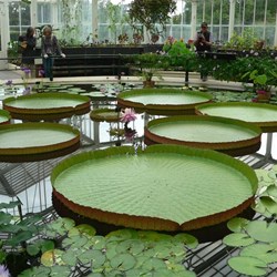Giant waterlilies have their own glasshouse.