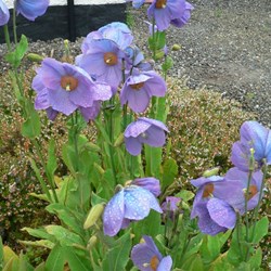 Unusual poppies in the south of Scotland.