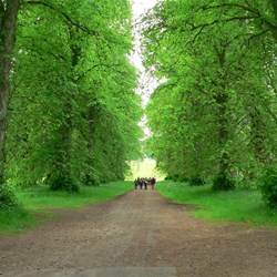 One of the avenues of huge trees.
