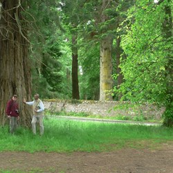 Some of the huge trees planted on the estate.