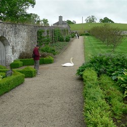 Inside the Hercules Garden, with a swan guarding his family.