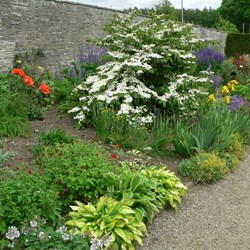 Herbaceous border against the south facing wall of the Hercules Garden