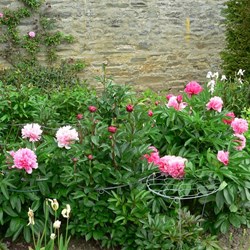Peonies putting on a show.