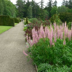 More herbaceous borders.