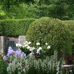 Lovely contrasts in this small garden.