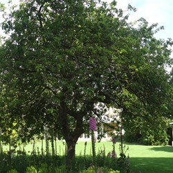 This apple tree is said to be a descendant of Sir Isaac Newton's famous apple tree.