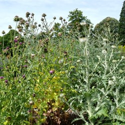 A garden of thistles, one of the displays featuring important plant families.