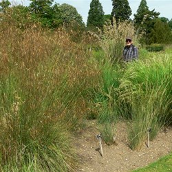Beds showing the grass family.