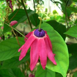 Colourful passionfruit flower