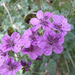 An attractive geranium.
