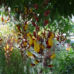Colourful vine in a tropical glasshouse.