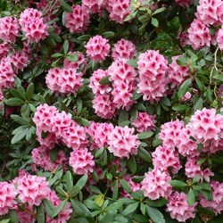 Rhododendrons made wonderful displays of brilliant colour.