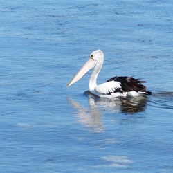 A lone pelican on the bay