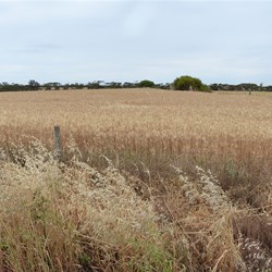 A field of wheat - golden in the sunlight