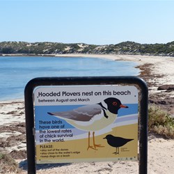 The Hooded Plover breeds in this area