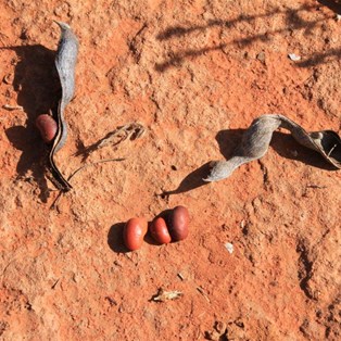Beans and pods on ground