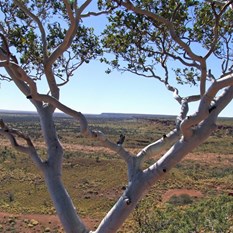 View along the Durba Hills