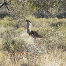 I am a stick, you cannot see me