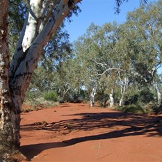 The creek and its magnificent gums