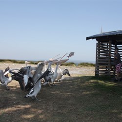 Feeding our fish scraps to the pelicans
